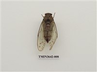 藏品(陽明山暮蟬)的圖片